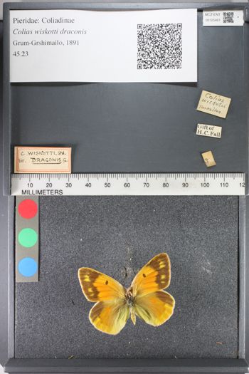 Media type: image;   Entomology 125461
